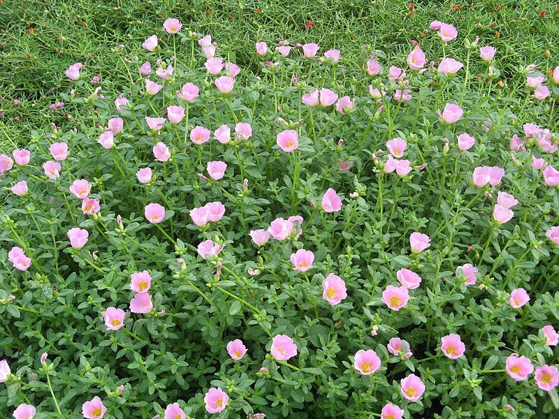 File:Portulaca sp.JPG