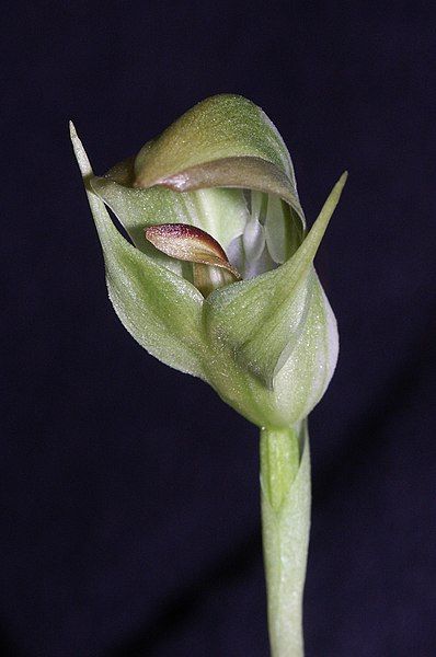 File:Pterostylis curta 190303.jpg