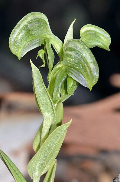 File:Pterostylis sanguinea (9186545905).jpg