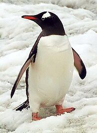 Picture of a penguin in Antartica