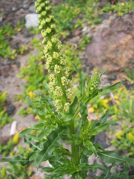 File:Reseda luteola (Flowers).jpg