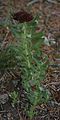 King's crown, Rhodiola integrifolia