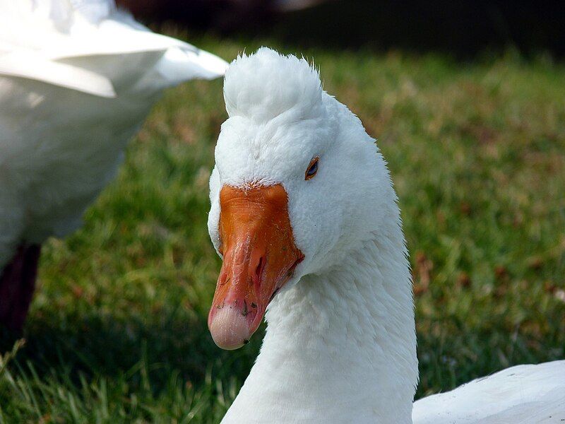 File:Roman Tufted Goose.jpg