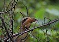 A rufous babbler at Nelliyampathy