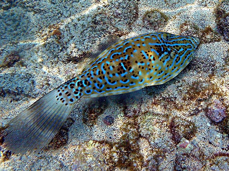 File:Scribbled filefish2.jpg