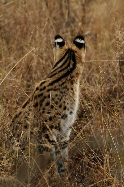 File:Serval from back.jpg