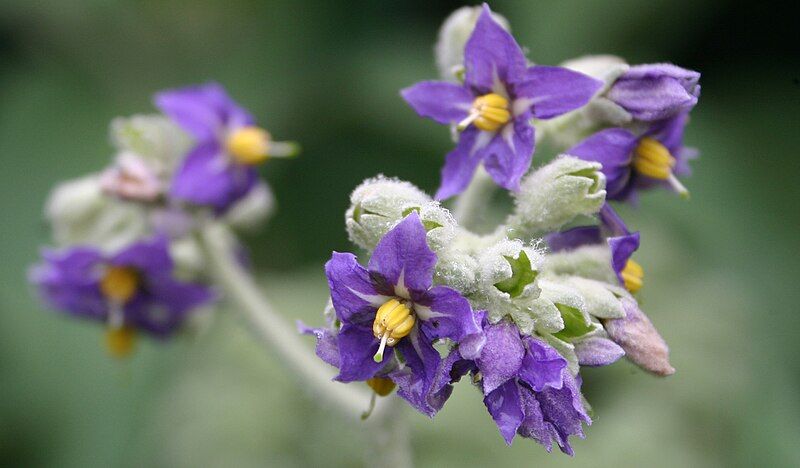 File:Solanum mauritianum04.jpg