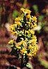 The coastal goldenrod (Solidago villosicarpa)