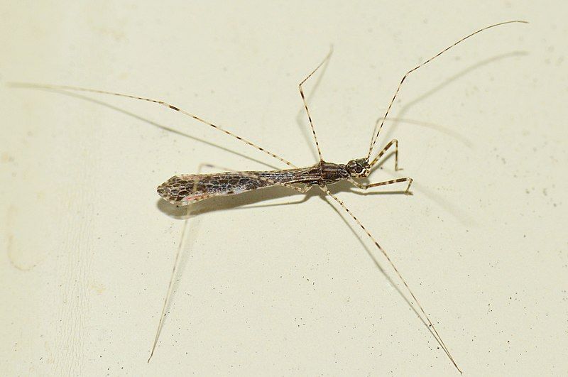 File:Spider assassin (18396334843).jpg