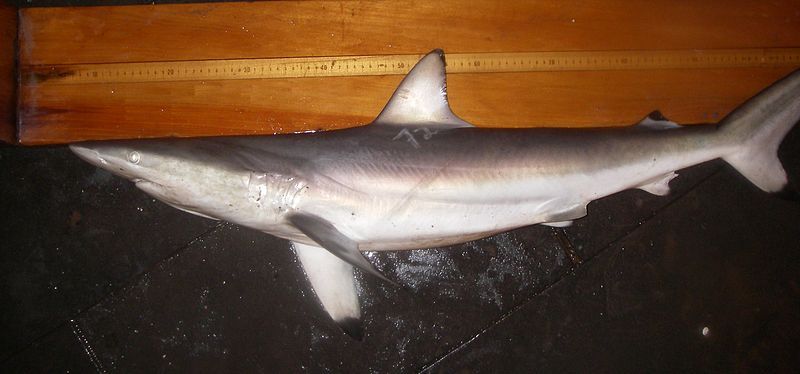 File:Spinner shark nmfs.jpg