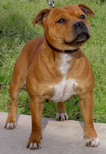 File:Staffie.jpg