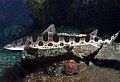 Leopard shark (Triakis semifasciata)[47]