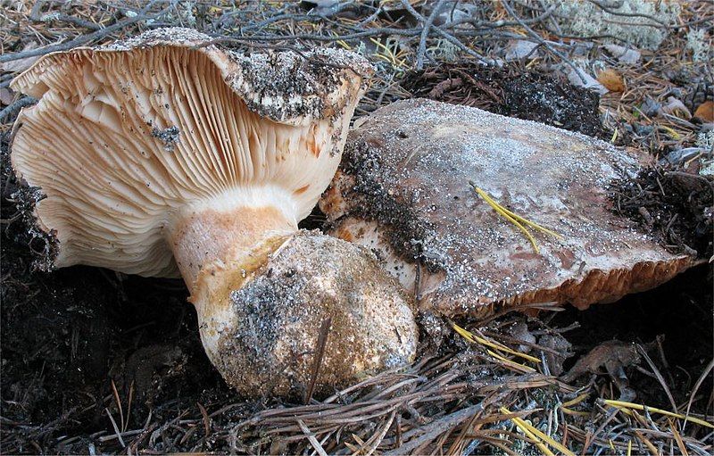 File:Tricholoma colossus.jpg