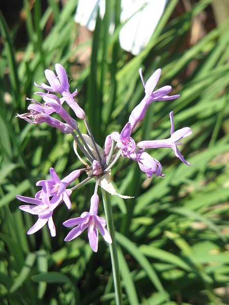 File:Tulbaghia violacea01.jpg