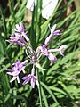 Tulbaghia violacea