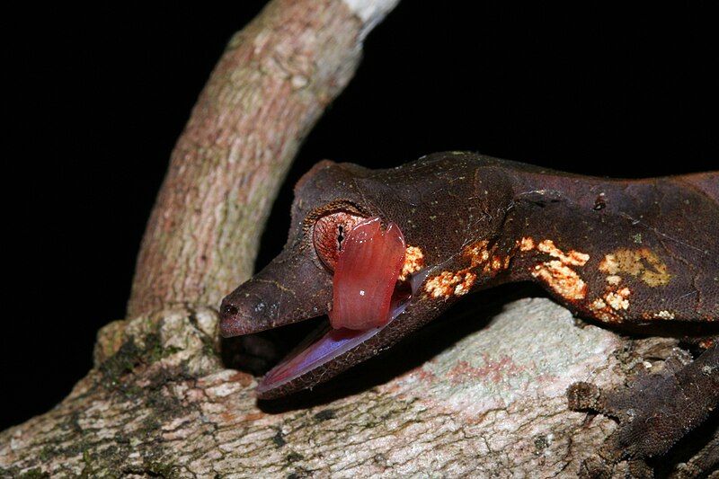 File:Uroplatus phantasticus 12893394.jpg