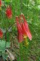 Portait of a columbine flower