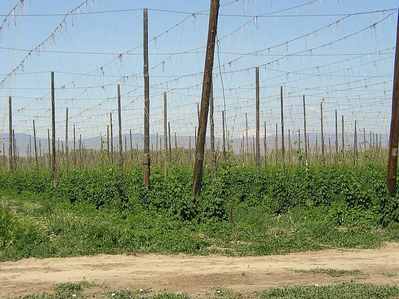 File:Yakima-Valley-Hop-Yard.jpg