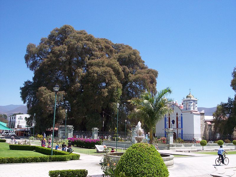 File:Árbol-del-Tule-Oaxaca-Mexico.jpg