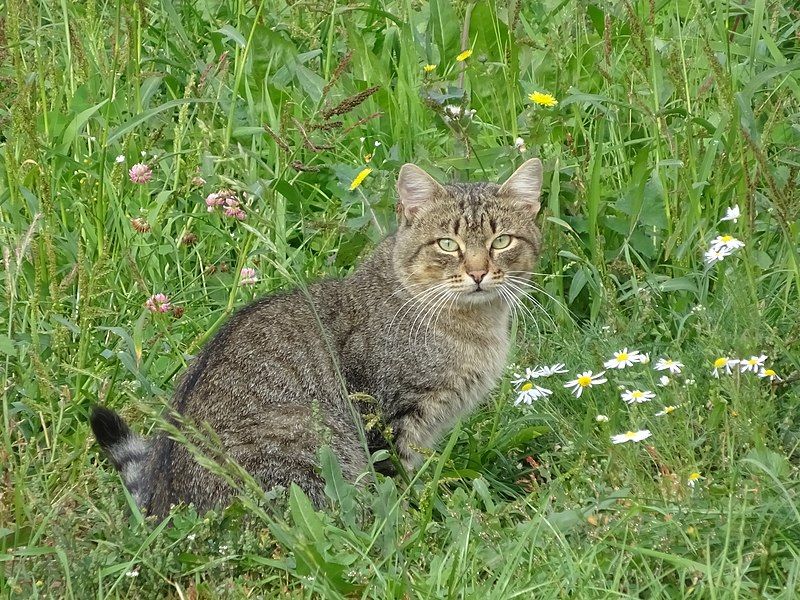 File:Кошачий взгляд 1.jpg