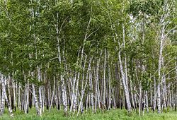 Birch forest, Tyukalinsky District