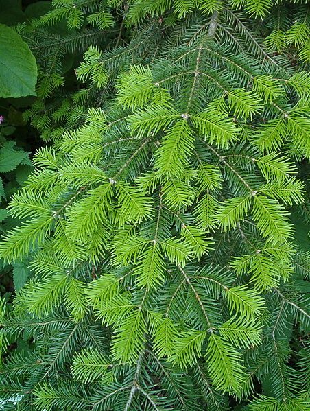 File:Abies veitchii.JPG