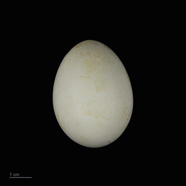 File:Accipiter brevipes MHNT.ZOO.2010.11.94.2.jpg