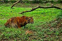 Bengal tiger at Tata Steel Zoological Park