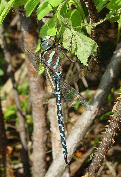 File:Aeshna constricta.jpg