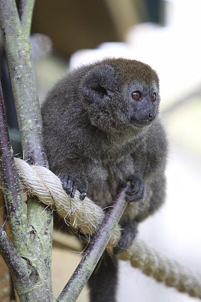 File:Alaotra-Bambuslemur bei Durrell.JPG