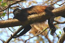 Female in a Costa Rican Pacific Dry Forest.