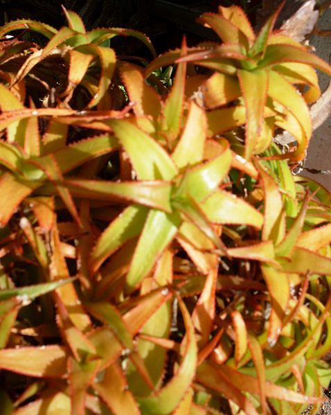 File:Aloe bruynsii 2.JPG