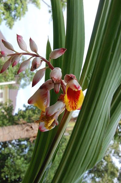 File:Alpinia zerumbet3.JPG