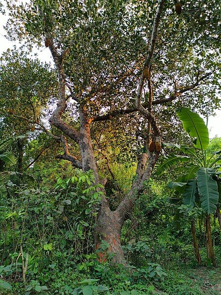 File:Artocarpus heterophyllus Bangladesh.jpg