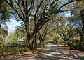 Oak trees over 100 years old line the entrance to Riverland Terrace