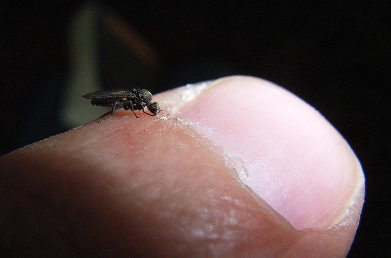 File:Biting sandfly.jpg