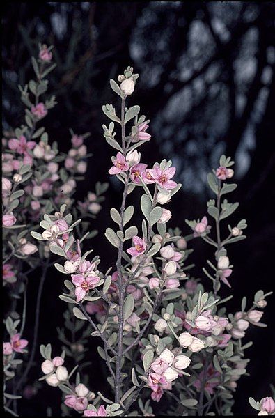 File:Boronia ternata.jpg