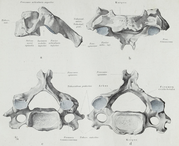 File:Braus 1921 47.png