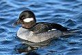 Bufflehead duck