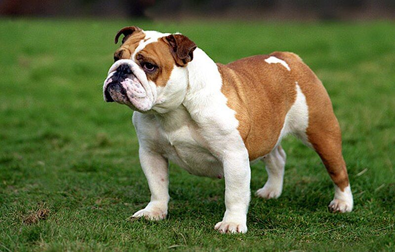 File:Bulldog inglese.jpg