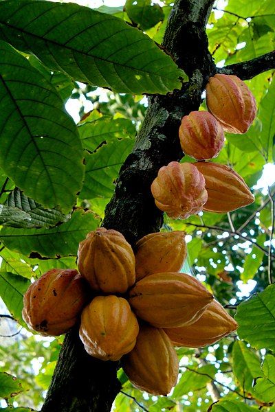 File:Cacao-fruto.jpg