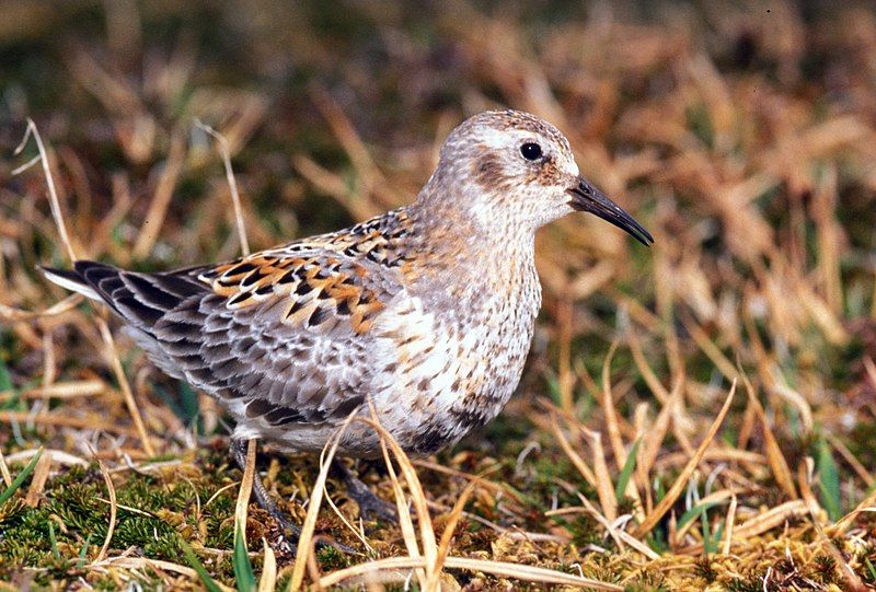 File:Calidris ptilocnemis1.jpg