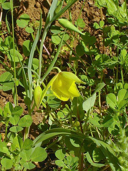 File:Calochortus pulchellus.jpg