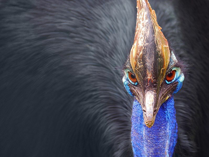 File:Cassowary head frontal.jpg