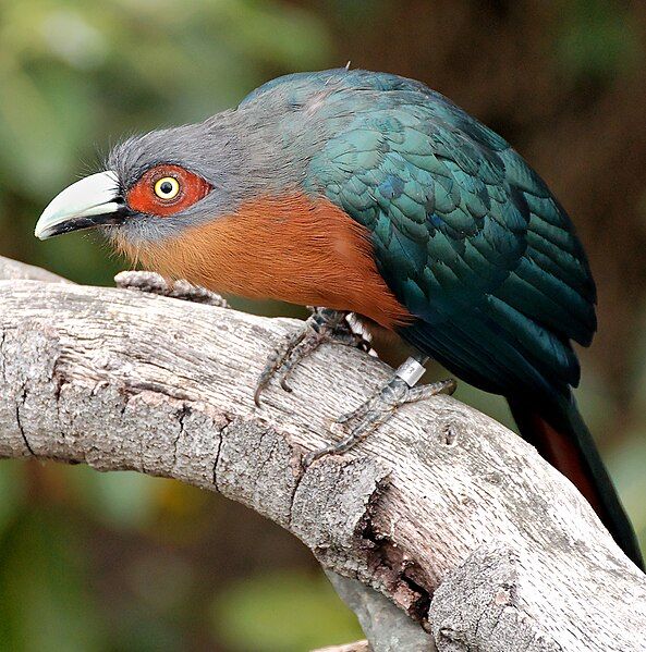 File:Chestnut-breasted Malkoha2.jpg