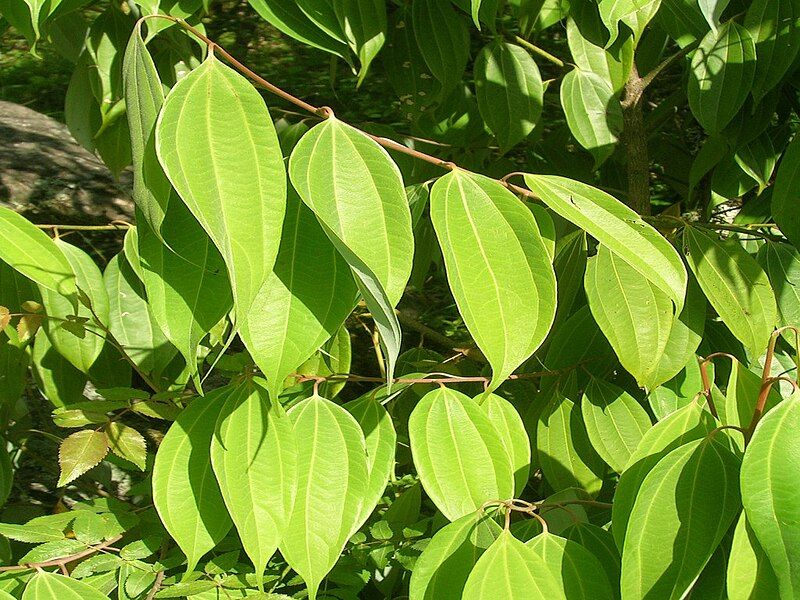 File:CinnamonLeaves.jpg