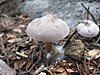 Clitocybe glacialis