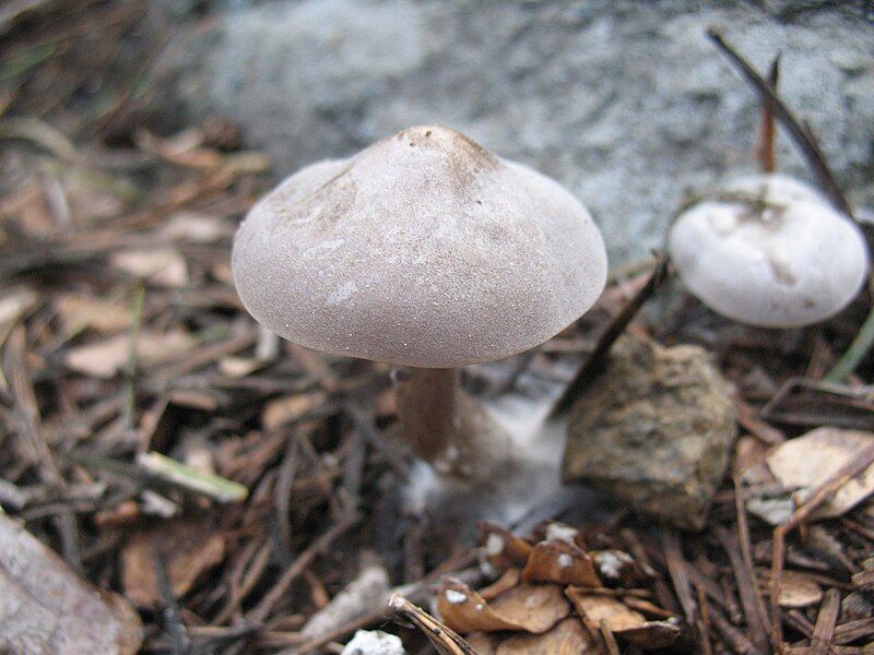 File:Clitocybe glacialis.jpg