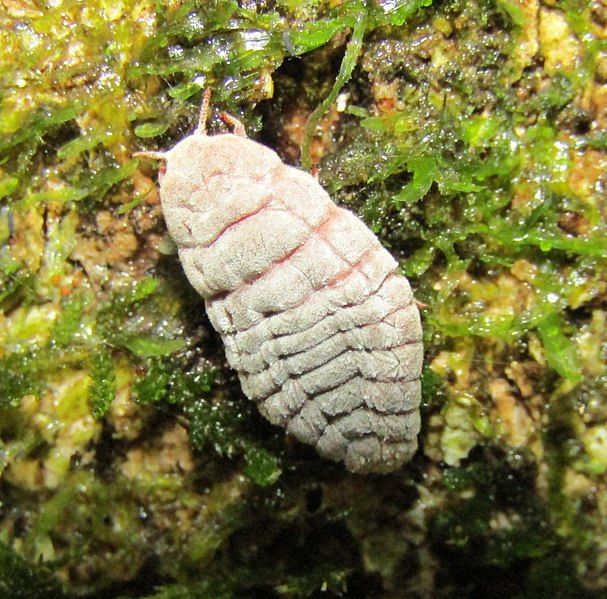 File:Coelostomidia zealandica 61762662.jpg