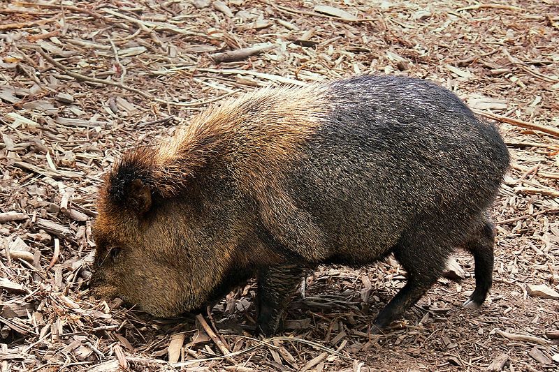 File:Collared Peccary444.jpg